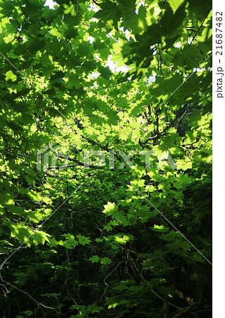 葉っぱの屋根 21687482