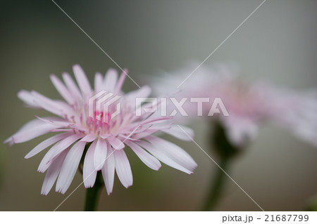 麗しの桃色たんぽぽ　原産　南東ヨーロッパ　バルカン半島　４月2日高知自宅にて撮影 21687799