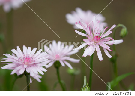 麗しの桃色たんぽぽ 原産 南東ヨーロッパ バルカン半島 4月2日高知自宅にて撮影 麗しの桃色たんぽぽ 原産 南東ヨーロッパ バルカン半島 4月2日高知自宅にて撮影 21687801