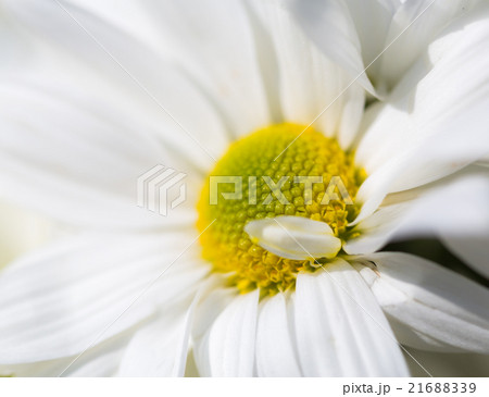 Chrysanthemum white closeup 21688339
