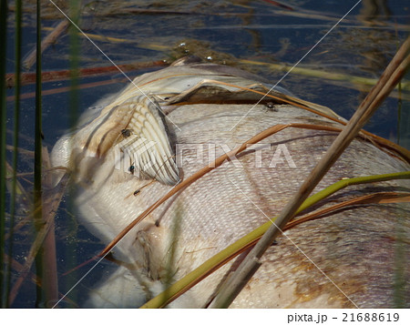 Dead fish 21688619