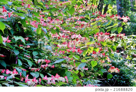 ヤマアジサイの群生 21688820