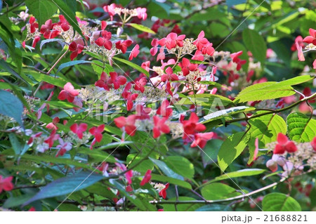 ヤマアジサイの群生 ヤマアジサイの群生 21688821