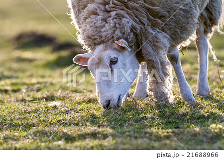 sheep in the meadow 21688966