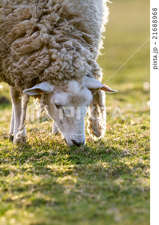 sheep in the meadow 21688968