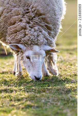 sheep in the meadow sheep in the meadow 21688969