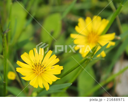 草花 21688971