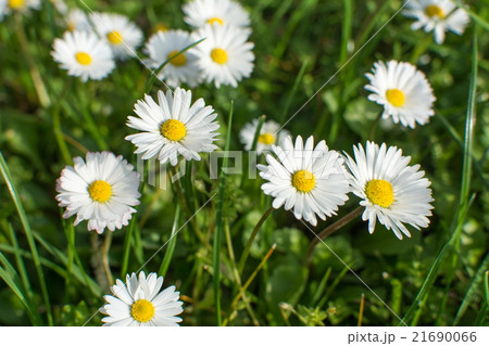 Daisies in the grass Daisies in the grass 21690066