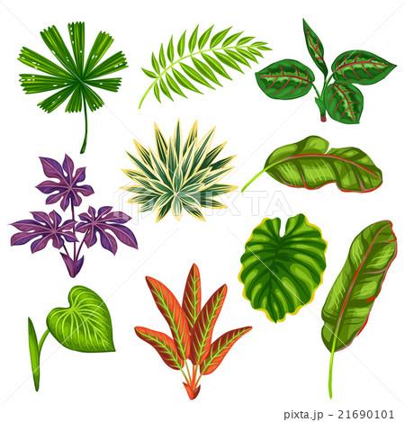 Set of stylized tropical plants and leaves Set of stylized tropical plants and leaves 21690101