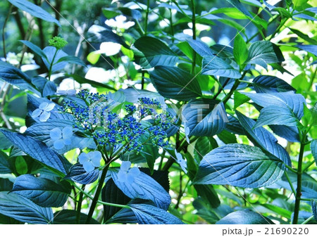 ブルーの紫陽花(WB白色蛍光灯) ブルーの紫陽花(WB白色蛍光灯) 21690220