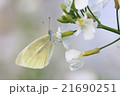 モンシロチョウ 21690251