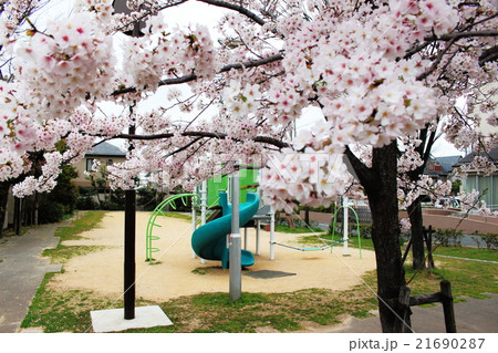 桜 桜 21690287