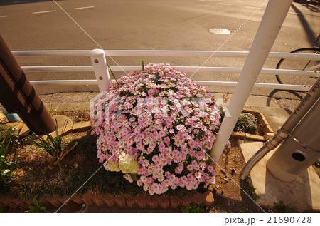 花壇 花壇 21690728