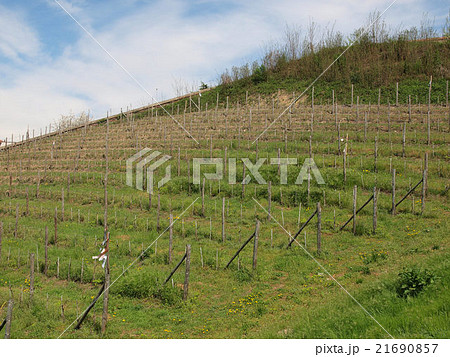 Grapevine vitis 21690857