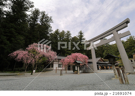 小國神社の鳥居と桜 21691074