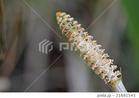 ツクシ(土筆) ツクシ(土筆) 21691543