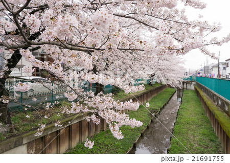 元住吉の渋川の満開の桜の写真素材