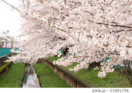 元住吉の渋川の満開の桜の写真素材