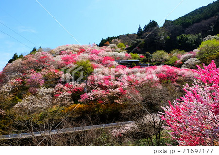 花桃の里　高知県　仁淀川町 21692177