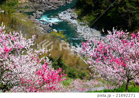 引地橋 高知県 仁淀川町 引地橋 高知県 仁淀川町 21692271