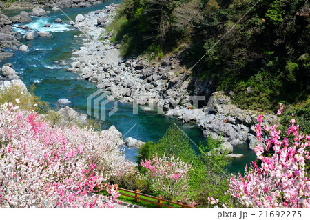引地橋 高知県 仁淀川町 引地橋 高知県 仁淀川町 21692275