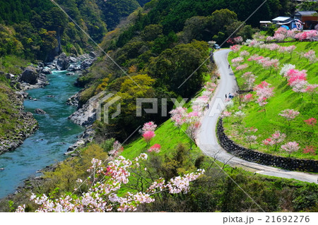 引地橋 高知県 仁淀川町 引地橋 高知県 仁淀川町 21692276