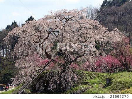 又兵衛桜 21692279