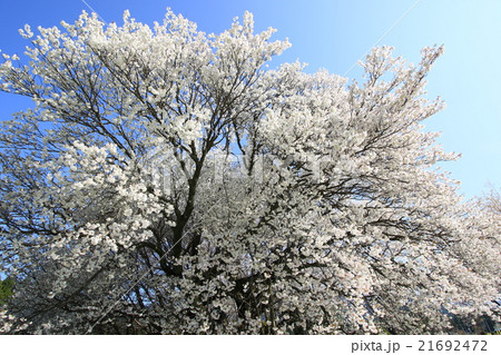 一心行の桜 一心行の桜 21692472