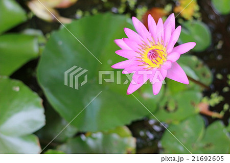 Pink lotus Beautiful 21692605
