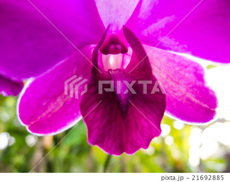 pink orchid pink orchid 21692885
