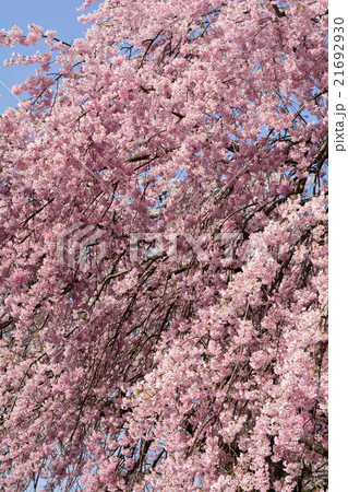 仙台・榴ケ岡公園の桜 仙台・榴ケ岡公園の桜 21692930