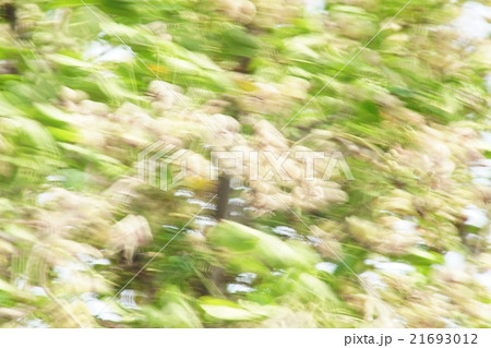 強風にゆれるアケビの花 強風にゆれるアケビの花 21693012