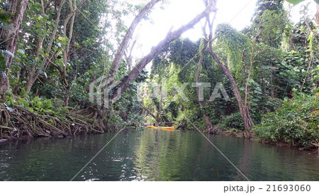 Sports503：カヤック＠USA＜Hawaii＜Kauai島＜Wailua川 21693060