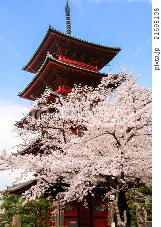 池上本門寺五重塔と桜 21693108