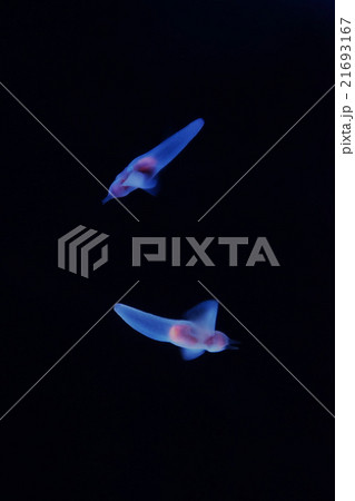 クリオネ 21693167