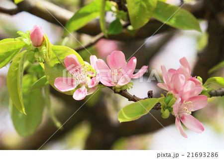 カリンの花 21693286