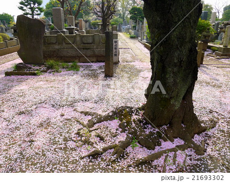谷中霊園の桜の絨毯（4月）東京都台東区 21693302