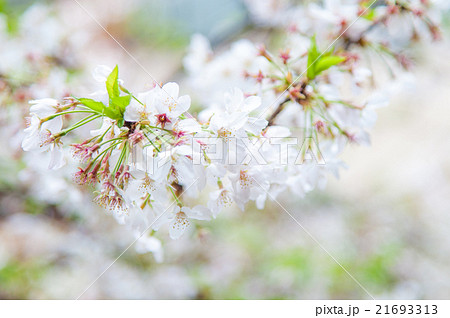 散り初めの桜 散り初めの桜 21693313