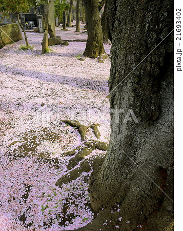 谷中霊園の桜の絨毯（4月）東京都台東区 21693402