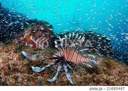 ミノカサゴとスカシテンジク ミノカサゴとスカシテンジク 21693487