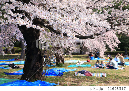 春のお花見の風景 21693517