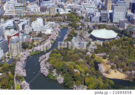 北の丸公園の桜 空撮の写真素材