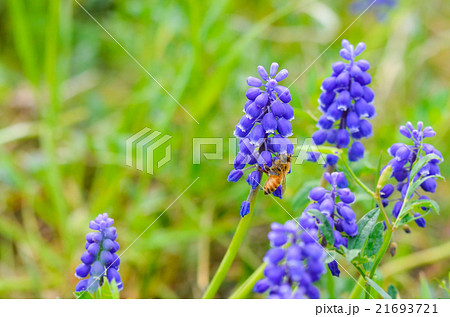 ムスカリとミツバチ 21693721