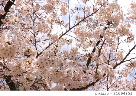 桜 青空 桜 青空 21694352