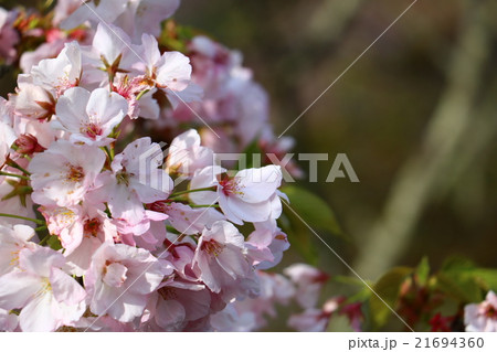 吉野桜 吉野桜 21694360