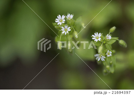 ハコベ 21694397
