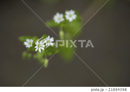 ハコベ ハコベ 21694398