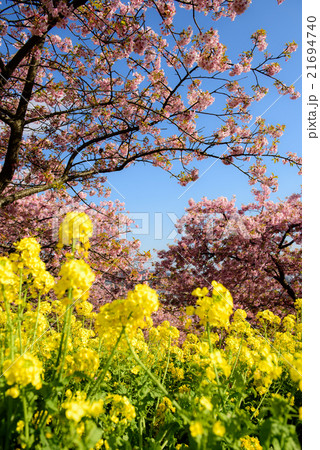 桜と菜の花 21694740