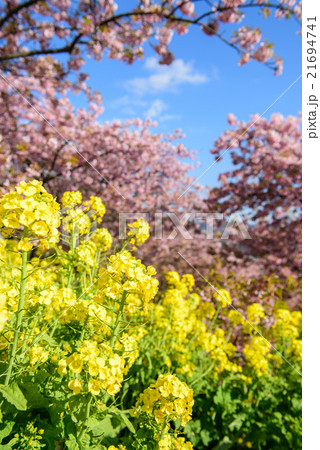 桜と菜の花 桜と菜の花 21694741