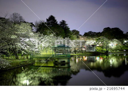 大宮公園の夜桜 21695744